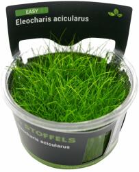Stoffels növény - Eleocharis acicularis - zselés (In-Vitro) (ST015080)