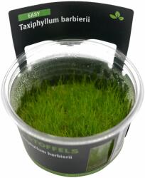Stoffels növény - Taxiphyllum barbieri moha - zselés (In-Vitro) (ST015051)