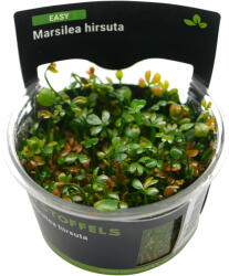 Stoffels növény - Marsilea hirsuta - zselés (In-Vitro) (ST015083)