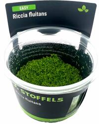 Stoffels növény - Riccia fluitans (zselés) (ST015034)