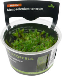 Stoffels növény - Monosolenium tenerum (zselés) (ST015089)
