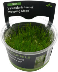 Stoffels növény - Vesicularia ferriei Weeping moha - zselés (In-Vitro) (ST015052)