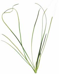 Stoffels növény - Vallisneria nana (ST011190)