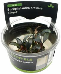 Stoffels növény - Bucephalandra brownie Ghost (zselés) (ST015062)