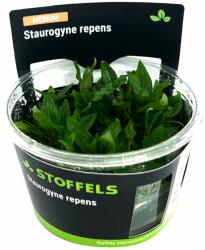 Stoffels növény - Staurogyne repens (zselés) (ST015009)