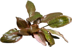 Stoffels növény - Cryptocoryne wendtii Fancy Pink (ST010479)