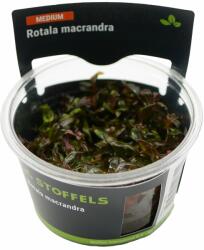 Stoffels növény - Rotala macrandra (zselés) (ST015035)