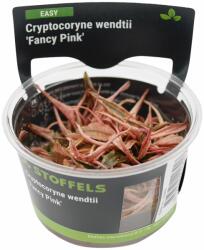 Stoffels növény - Cryptocoryne wendtii Fancy Pink (zselés) (ST015096)
