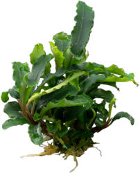 Stoffels növény - Bucephalandra sp. Green Velvet (ST010270)