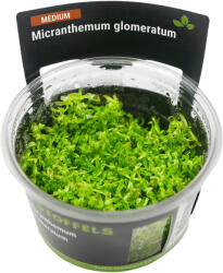 Stoffels növény - Micranthemum glomeratum - zselés (In-Vitro) (ST015008)
