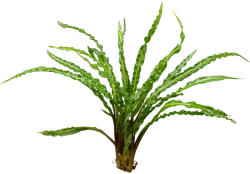 Stoffels növény - Cryptocoryne crispatula var. balansae (ST010362)