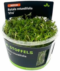 Stoffels növény - Rotala rotundifolia Hra (zselés) (ST015073)