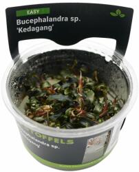 Stoffels növény - Bucephalandra Kedagang (zselés) (ST015064)