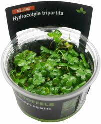 Stoffels növény - Hydrocotyle tripartita - zselés (In-Vitro) (ST015013)