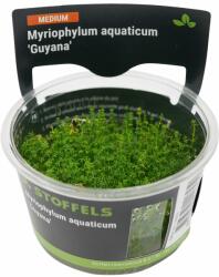 Stoffels növény - Myriophylum aquaticum Guyana (zselés) (ST015056)