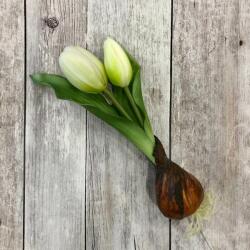 Kreatív Hagymás tulipán fehér élethű