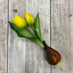 Kreatív Hagymás tulipán sárga élethű