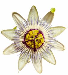 Pop Vriend Seeds Seminte de floarea pasiunii (Passiflora), 0.33 grame (HCTG00160)