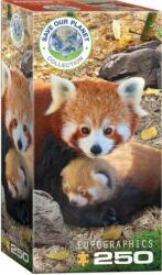 EUROGRAPHICS 250 db-os puzzle - Red Pandas (8251-5557)