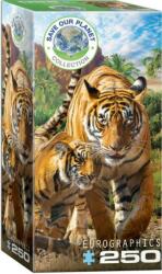 EUROGRAPHICS 8251-5559 - Tigers - 250 db-os puzzle (8251-5559)