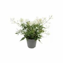 Jasminum polyanthum sokvirágú jázmin 12 cm-es cserépben, kb. 20 cm magas