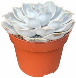  Echeveria 12 cm-es cserépben, kb. 5 cm magas