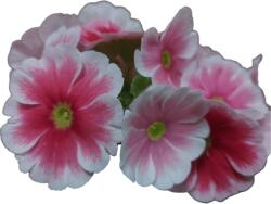 Rózsaszín-fehér Primula Obconica 14 cm cserépben, 1 db