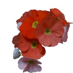 Narancs színű Primula Obconica 14 cm-es cserépben, 1 db