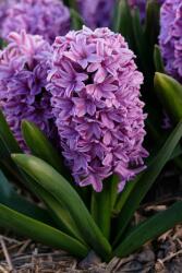 Hyacinthus Purple Voice cserepes jácint 12 cm-es cserépben, 1 db