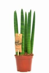  Sansevieria cylindrica 12 cm-es cserépben, kb. 30 cm magas