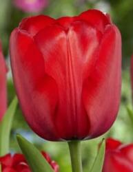 Tulp Rood cserepes tulipán 12 cm-es cserépben, 1 db