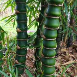 Bambusa ventricosa - Buddha hasa trópusi bambusz (buddha)