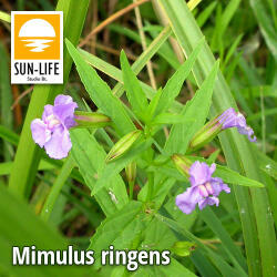Sun-Life Mimulus ringens / Lila bohócvirág (81) (TN00081) - aqua-farm