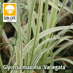 Sun-Life Glyceria maxima Variegata / Csíkos harmatkása (41) (TN00041) - aqua-farm