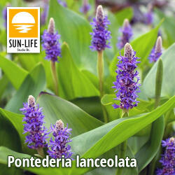 Sun-Life Pontederia lanceolata (99) (TN00099) - aqua-farm