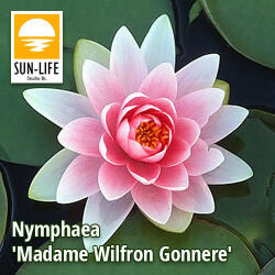Sun-Life Nymphaea madame wilfron gonnere ( MAD MWG) (TNMADMWG) - aqua-farm