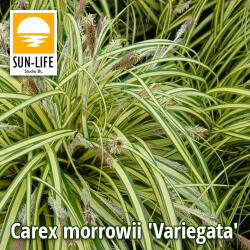 Sun-Life Carex morrowii Variegata / Törpe sás csíkos (41) (TNCARMOR) - aqua-farm