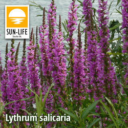 Sun-Life Lythrum salicaria / Réti füzény ( 74 ) (TN00074) - aqua-farm