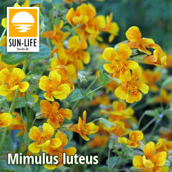 Sun-Life Mimulus luteus / Bohócvirág (80) (TN000080) - aqua-farm