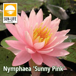 Sun-Life Nymphaea sunny pink ( SUN ) (TN00SUN) - aqua-farm