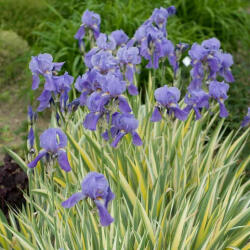 Sun-Life Iris pallida Variegata -dalmát nőszirom (TN00000) - aqua-farm