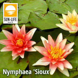 Sun-Life Nymphaea Sioux (SIO) (TN00SIO) - aqua-farm