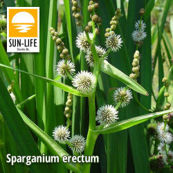 Sun-Life Sparganium erectum / Ágas békabuzogány ( 123 ) (TN00123) - aqua-farm