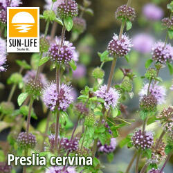 Sun-Life Preslia cervina / Angol vízimenta (100) (TN00100) - aqua-farm