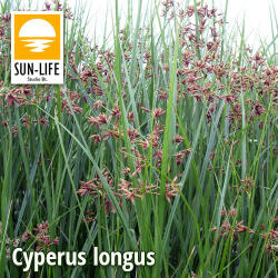 Sun-Life Cyperus longus / Hosszú vízipálma (30) (TN003027) - aqua-farm