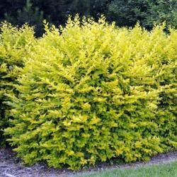  Ligustrum ov. 'Aureum' CLT10