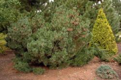 PINUS STROBUS MACOPIN CLT. 10 Törpe simafenyõ