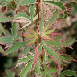 Acer palm. 'Butterfly' CLT15