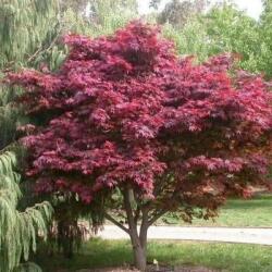 Acer palm. 'Red emperor'CLT15 80/100
