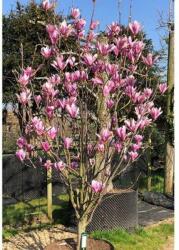 Magnolia 'Heaven Scent' CLT18